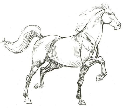 Horse sketch, Horse drawings, Horse art drawing