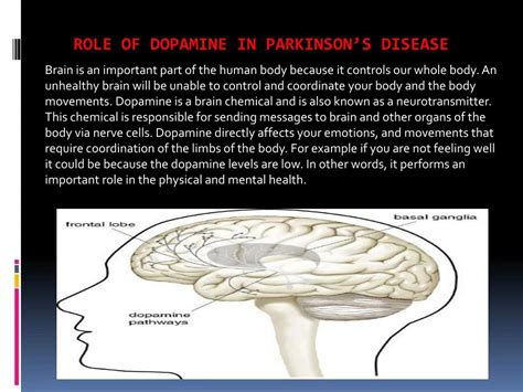 PPT - Role of Dopamine in Parkinsonâ€™s disease PowerPoint Presentation ...