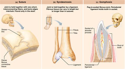 Structure and Types of Joints in the Human Body - Online Science Notes