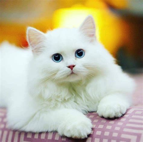 Pin by Cesarpt on White Cats and Kittens | Albino cat, Pretty cats ...