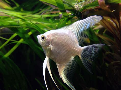 Freshwater angelfish (Pterophyllum scalare) - Information and hd Photos