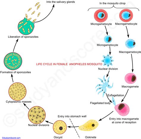 Malaria Plasmodium Life Cycle