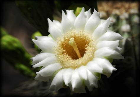 Saguaro Flower by Saija Lehtonen