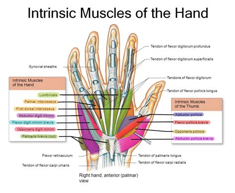 Intrinsic And Extrinsic Muscles Of The Hand