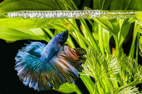 50 Betta Fish Tank Mates: Compatibility List | Fishkeeping World