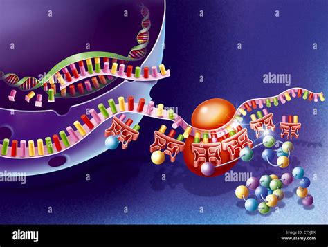 Protein synthesis hi-res stock photography and images - Alamy