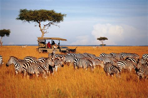 Discover Wildlife Safari Tanzania Tour | Путешествие в африку ...