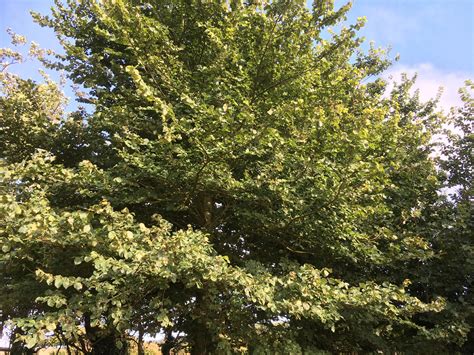 Elm trees that resist Dutch Elm Disease - Tree health care - Arbtalk ...