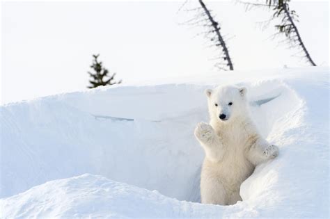 world celebrates international polar bear day for conservation - CBS News