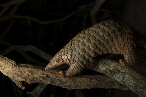 Why We Should All Have Pangolin Love — Save Pangolins