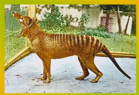 Extinct Tasmanian Tiger Thylacine Animal Australia Postcard Size Photo ...