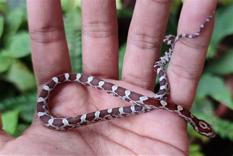 Corn Snake Morphs and Genetics: The Ultimate Guide