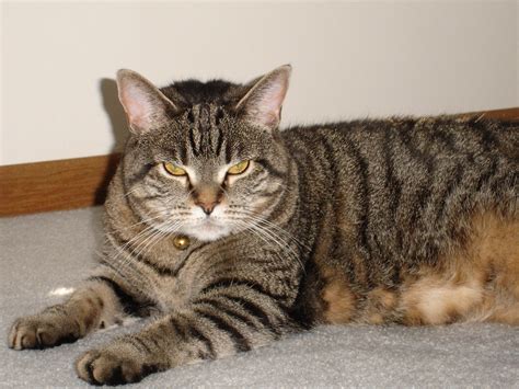 The Types of Tabby Coat Patterns | 1-800-PetMeds Cares™