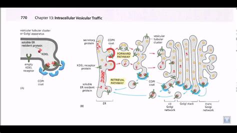 Protein secretion pathway (ER to Golgi) - YouTube