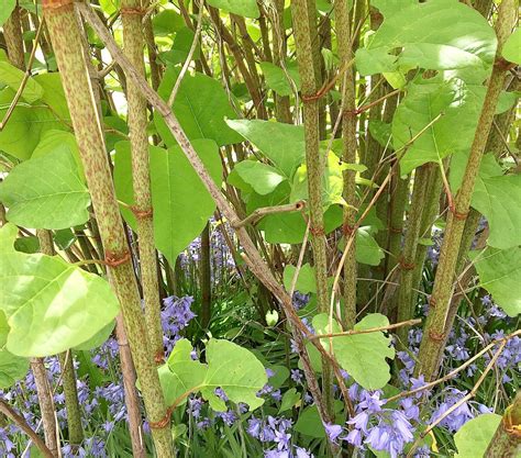 Japanese Knotweed Facts and Problems: A Lovely Enemy - Owlcation