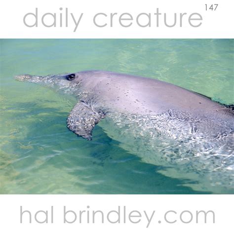 Daily Creature 147: Indo-Pacific Bottlenose Dolphin - Hal Brindley ...