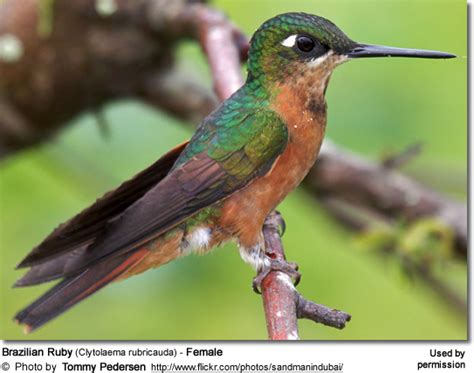 Brazilian Ruby (Hummingbird) | Beauty of Birds | Pet birds, Hummingbird ...