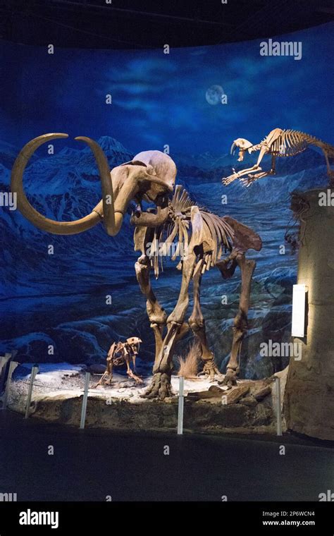 Woolly mammoth fossil Stock Photo - Alamy