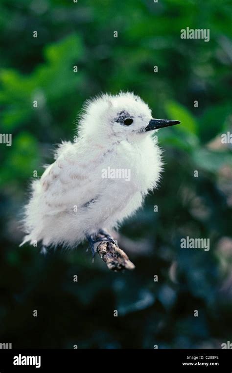 Common Fairy Tern chick (AKA White Tern); Midway Island, Midway Atoll ...