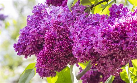 Top 10 plants for clay soil - The English Garden