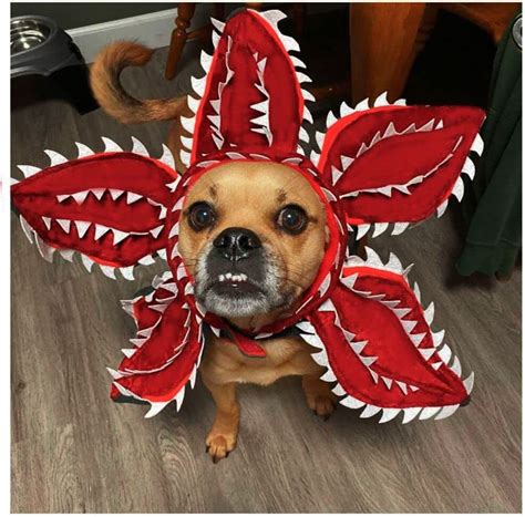 Scary Halloween Costumes For Dogs | ubicaciondepersonas.cdmx.gob.mx