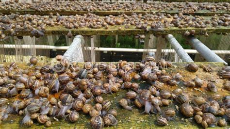 Snail Breeding | Using the curtain method in a snail farm