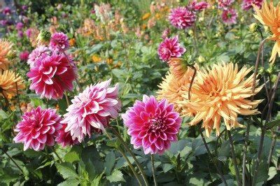 Dahlia Growing Tips - Caring For Dahlia Plants In The Garden | Growing ...