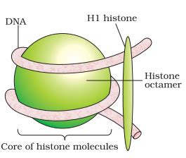 Histone Structure