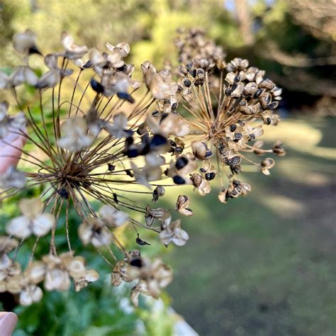 Harvesting Chive Seeds: A Complete Guide - My Heart Lives Here