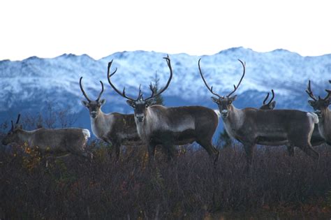 Western Arctic Caribou Herd decline continues, bringing population to a ...