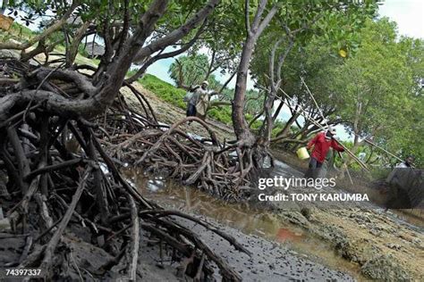 372 East African Mangroves Stock Photos, High-Res Pictures, and Images ...