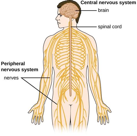 Anatomy of the Nervous System | Microbiology