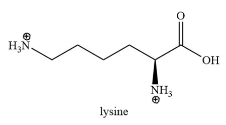 Lysine Structure Charged