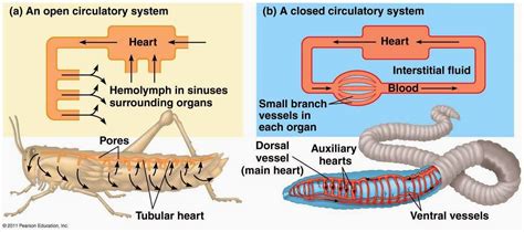 Circulatory System: Function, Parts, Role | SchoolWorkHelper