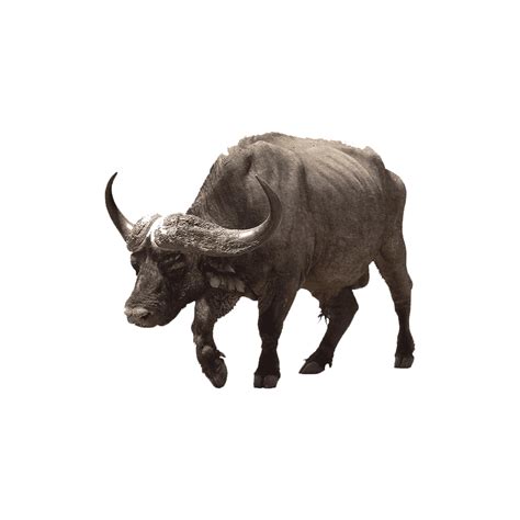 Buffalo PNG Images (Transparent HD Photo Clipart) | Photo clipart, Png ...