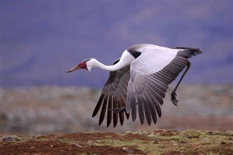 Wattled crane - Alchetron, The Free Social Encyclopedia