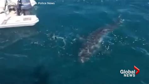 Cape Cod shark attack sends man to hospital with bite injuries ...