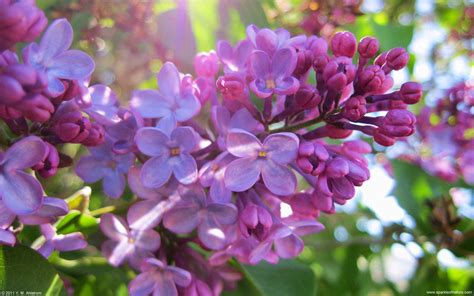 Spring Lilacs Desktop Wallpaper - WallpaperSafari