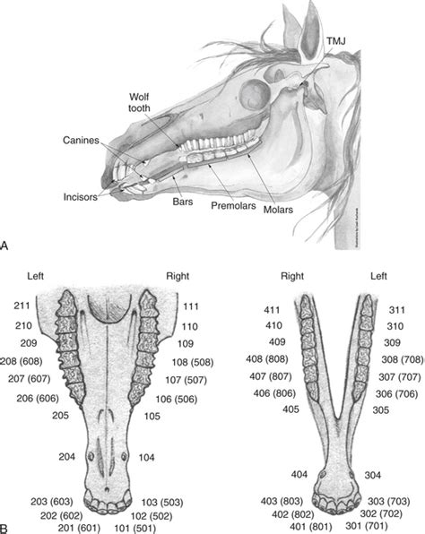 Horse Teeth Anatomy - Anatomy Reading Source