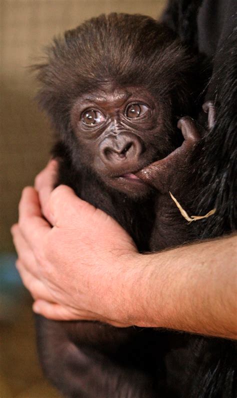 Zoo Debuts Baby Gorilla with 'Human Parents' | CTV News