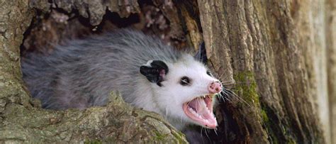 Opossum Teeth: Everything You Need to Know - A-Z Animals