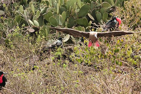 Galapagos Adventure tours Reviews - GalapagosInformation.com Blog