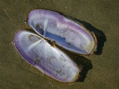 Razor Clams at Long Beach in Pacific Rim National Park - Island Nature