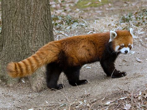 Red panda - Wikipedia