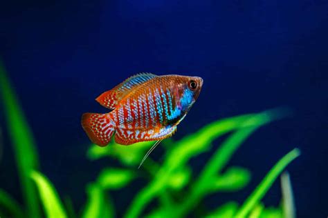 Dwarf Gourami - A-Z Animals