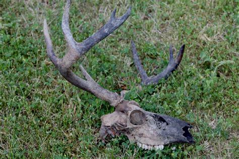 My black whitetail buck skull : r/vultureculture