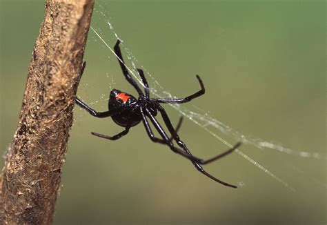 Black Widow Spider Wallpaper - WallpaperSafari