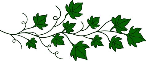 ivy leaves drawing - Clip Art Library