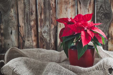 December 12 is National Poinsettia Day - FosterFollyNews.com