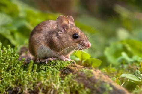 Cute Wood Mouse In Natural Habitat ... | Animals, Cute animals, Animals ...